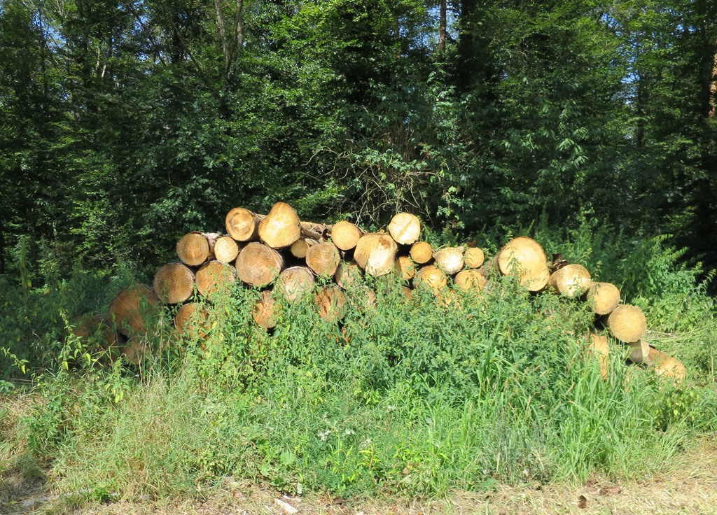 2019-08-01_3656_Schueppelwald_Holz_khu