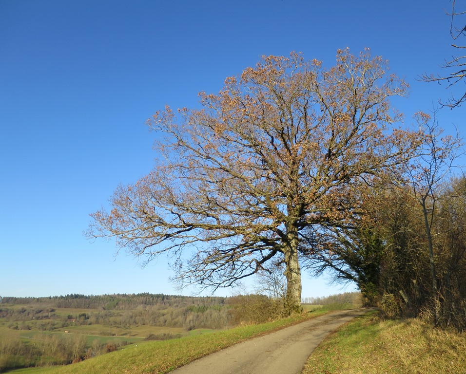2019-12-29_4941_bei_Beuren_aR_Baum_khu