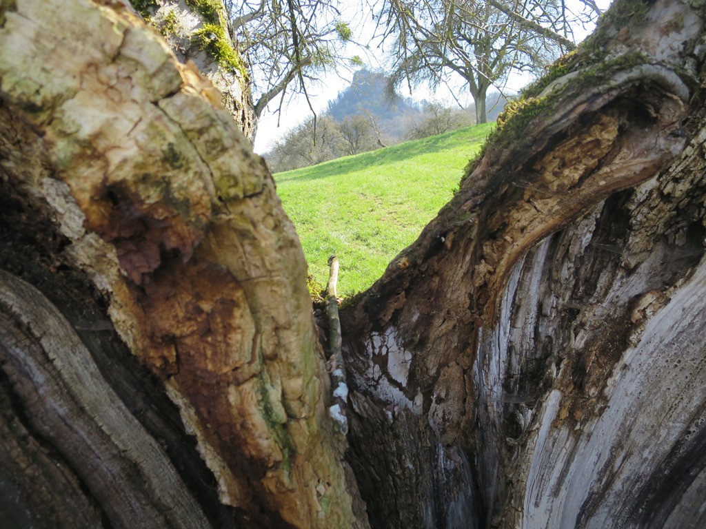 2020-04-03_5194_am_Hohenkraehen_toterBaum_khu