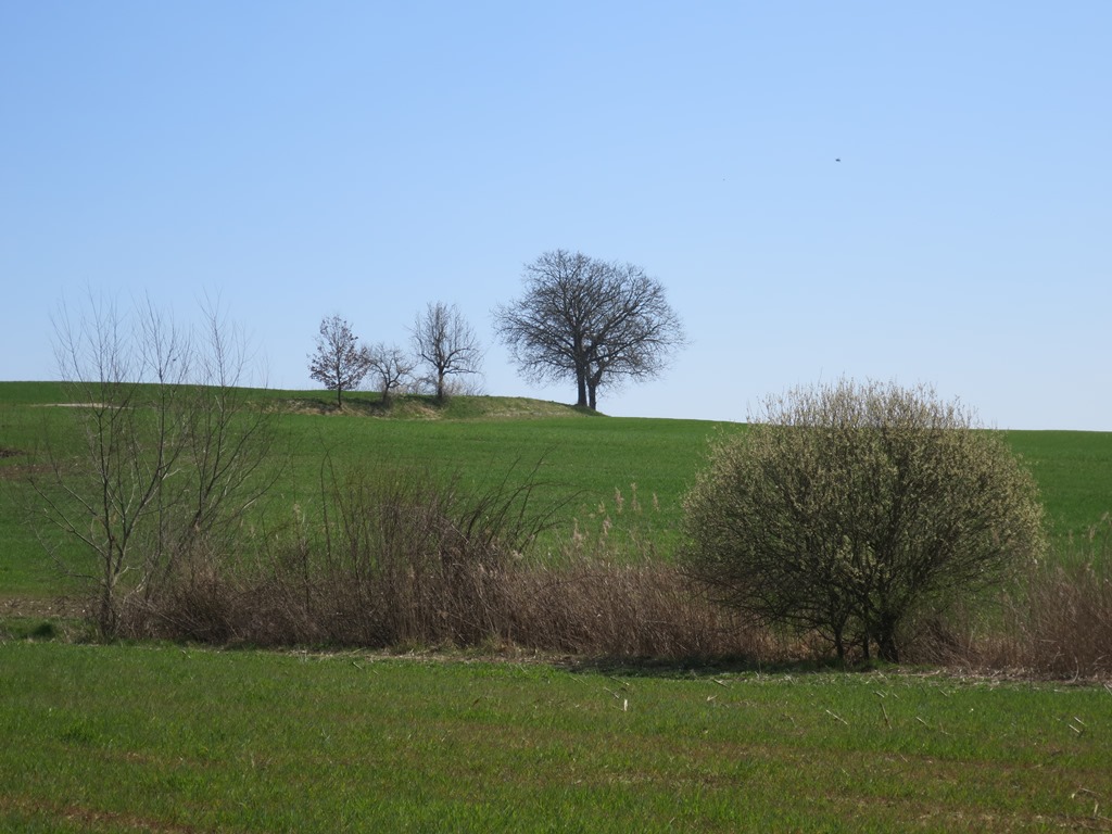 2020-04-05_5205_bei_Aach_Baeume_khu