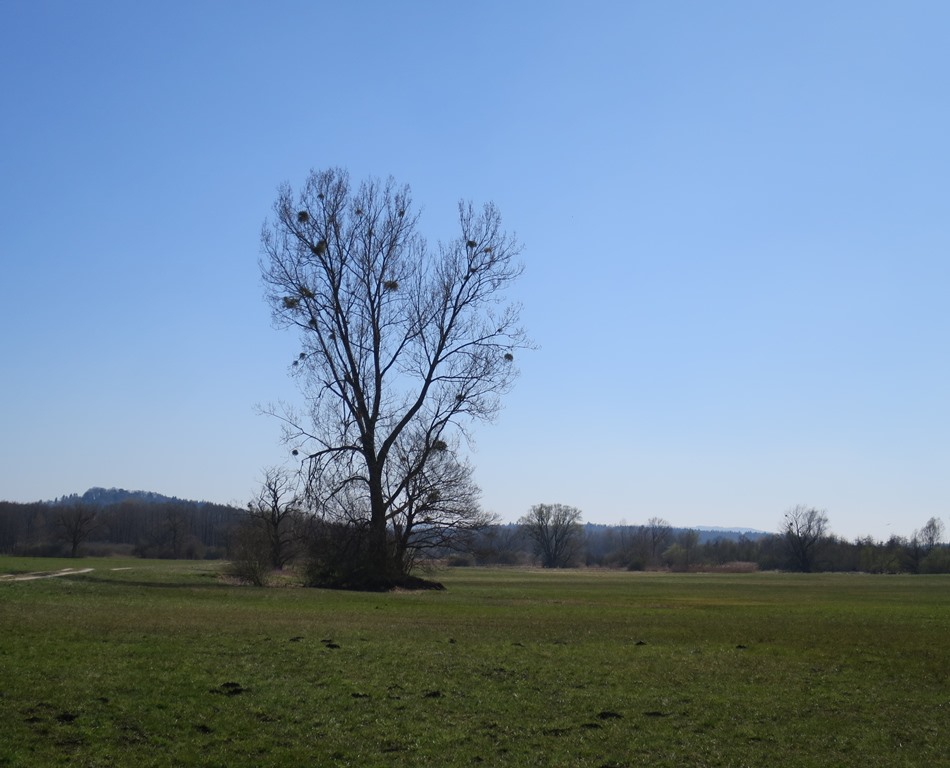 2020-04-05_5209_Weitenried_Baum_khu
