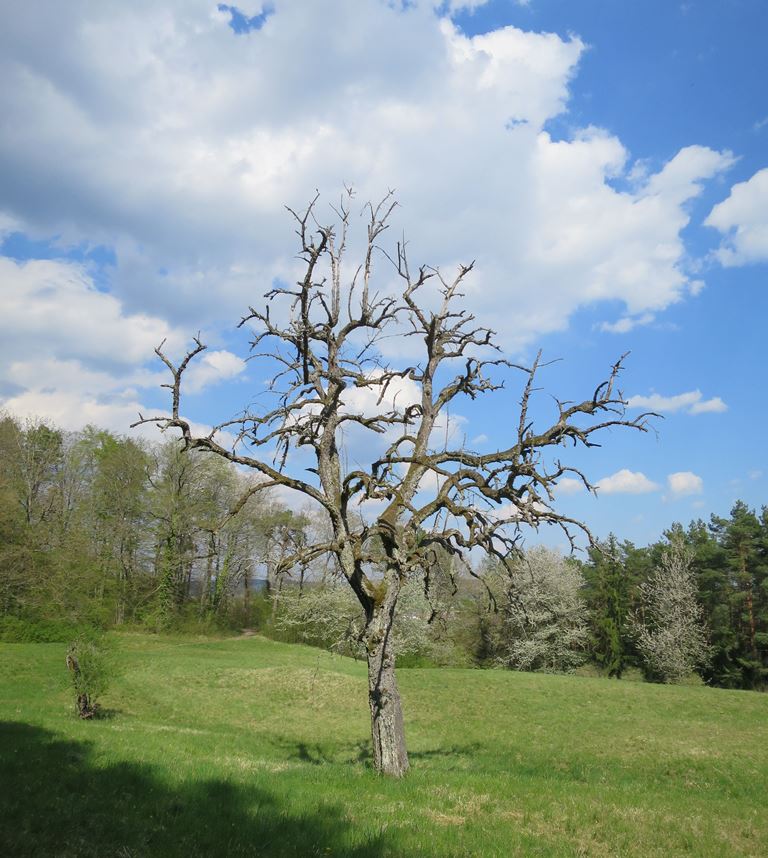 2020-04-12_5293_Hohenhewen_Baum_khu