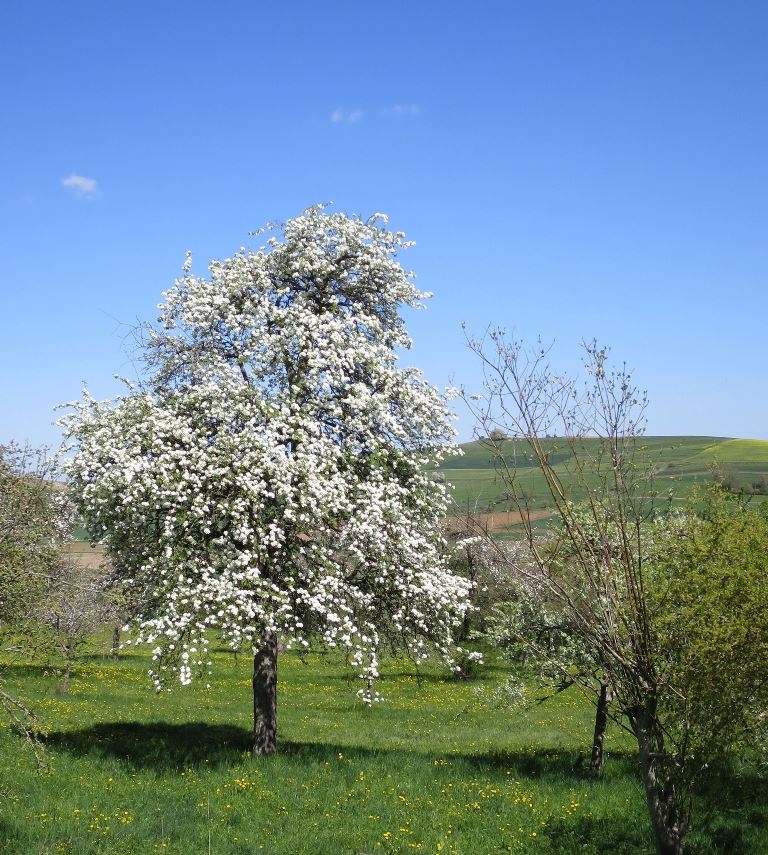 2020-04-14_5297_beim_Randengarten_Baum_khu