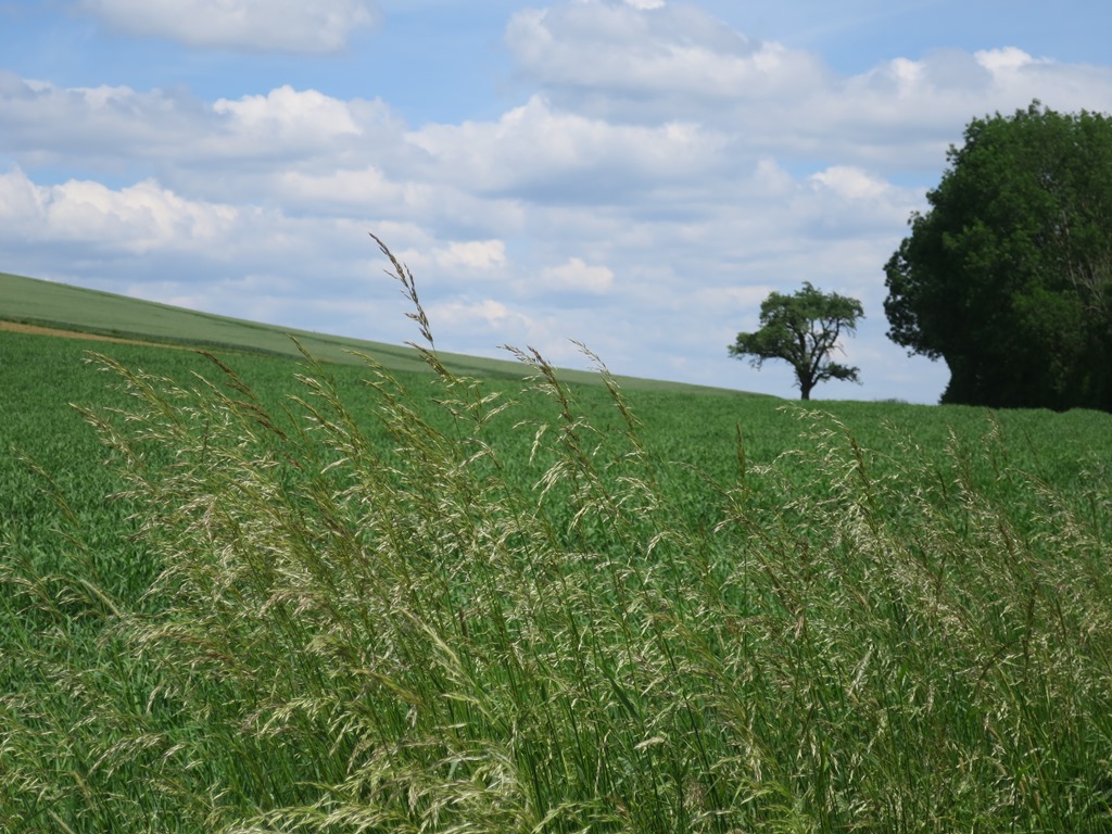 2020-05-26_5558_bei_Weiterdingen_Baum_khu