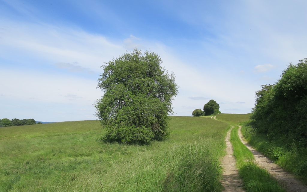 2020-05-31_5587_Hohenstoffeln_Baum_khu