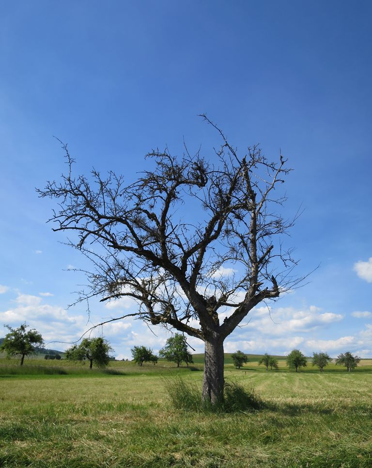 2020-06-02_5604_Hilzingen_Baum_khu
