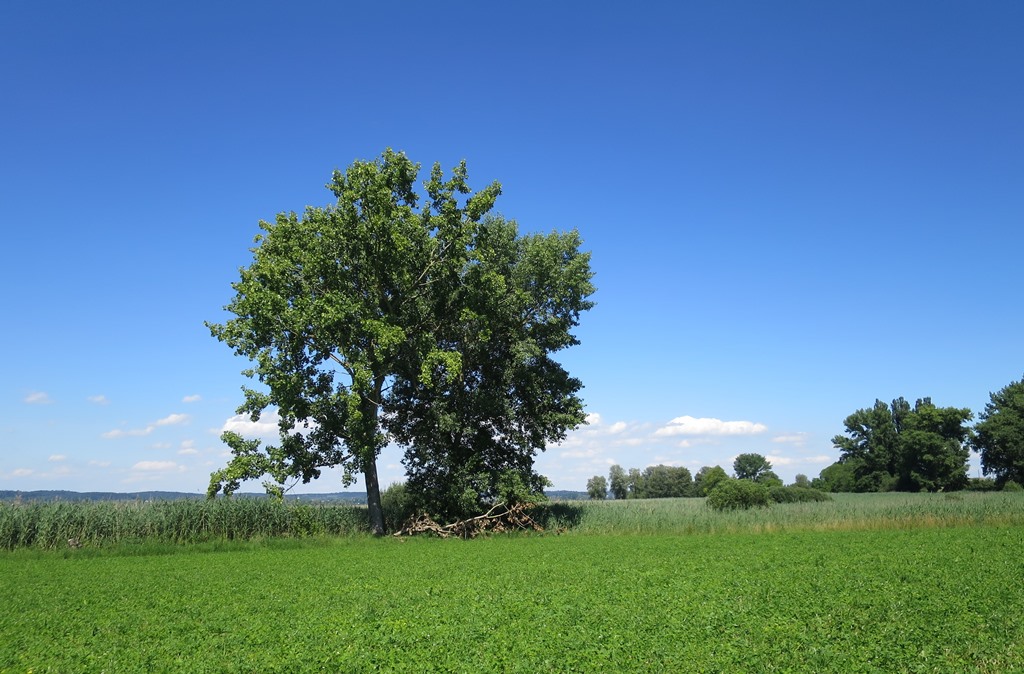 2020-06-25_5662_bei_Ermattingen_Baum_khu