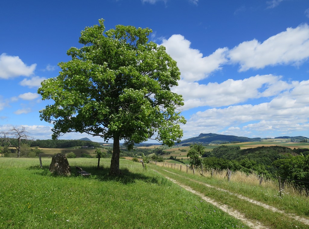 2020-07-05_5668_Opfertshofen_Baum_khu