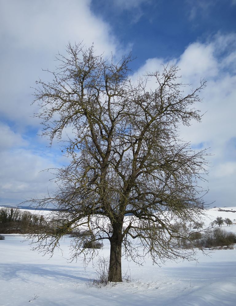 2021-01-26_6235_bei_Weiterdingen_Baum_khu