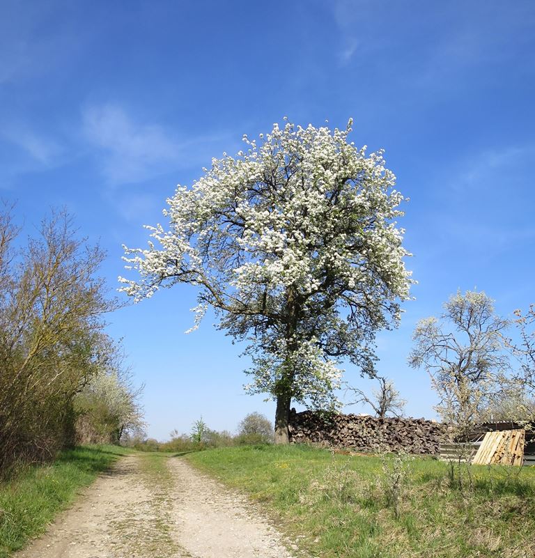 2021-04-26_6444_bei_Welschingen_Baum_khu