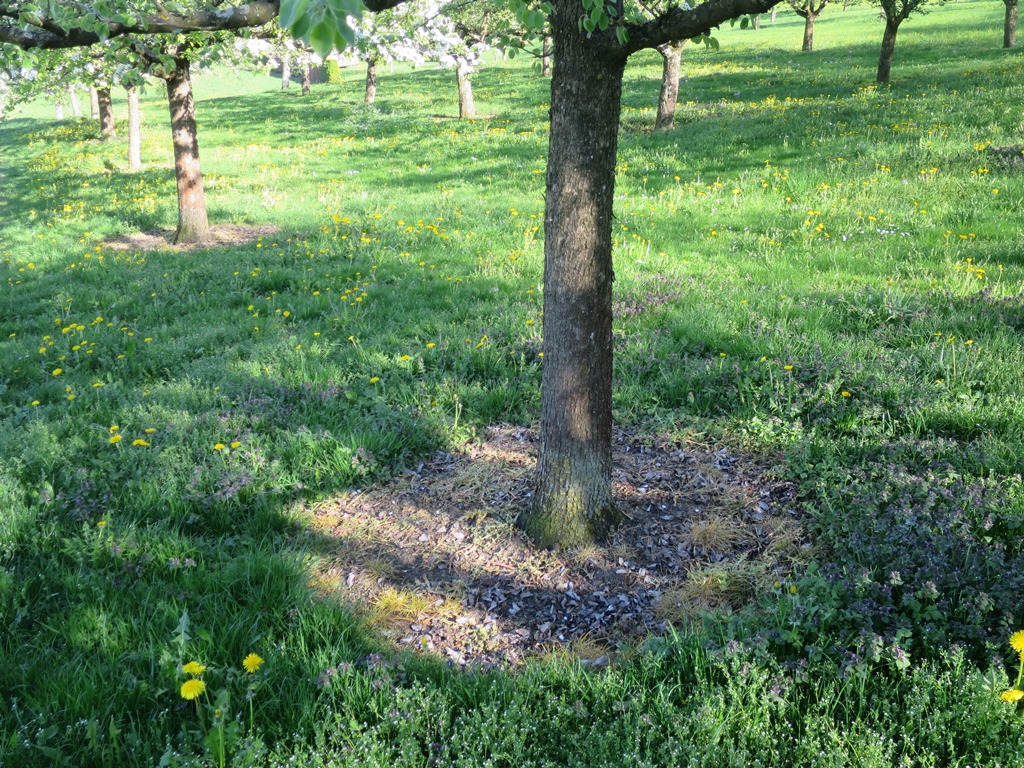 2019-04-20_2416_Glyphosat_Obstbau_Weiterdingen_khu