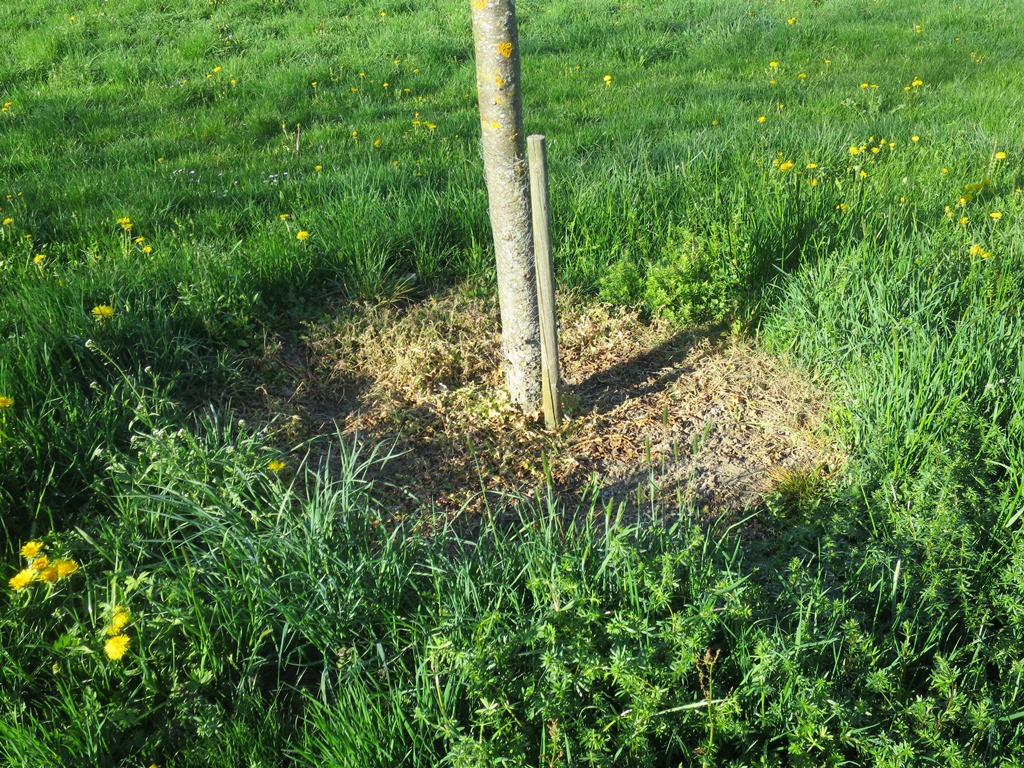 2019-04-20_2430_Glyphosat_Obstbau_Weiterdingen_khu