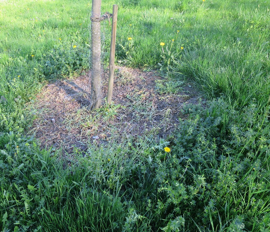 2019-04-20_2445_Glyphosat_Obstbau_Weiterdingen_khu