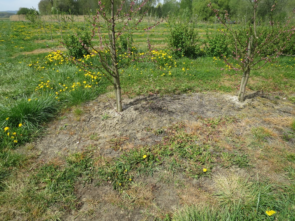 2019-04-23_2529_Glyphosat_Obstbau_Bohlingen_khu