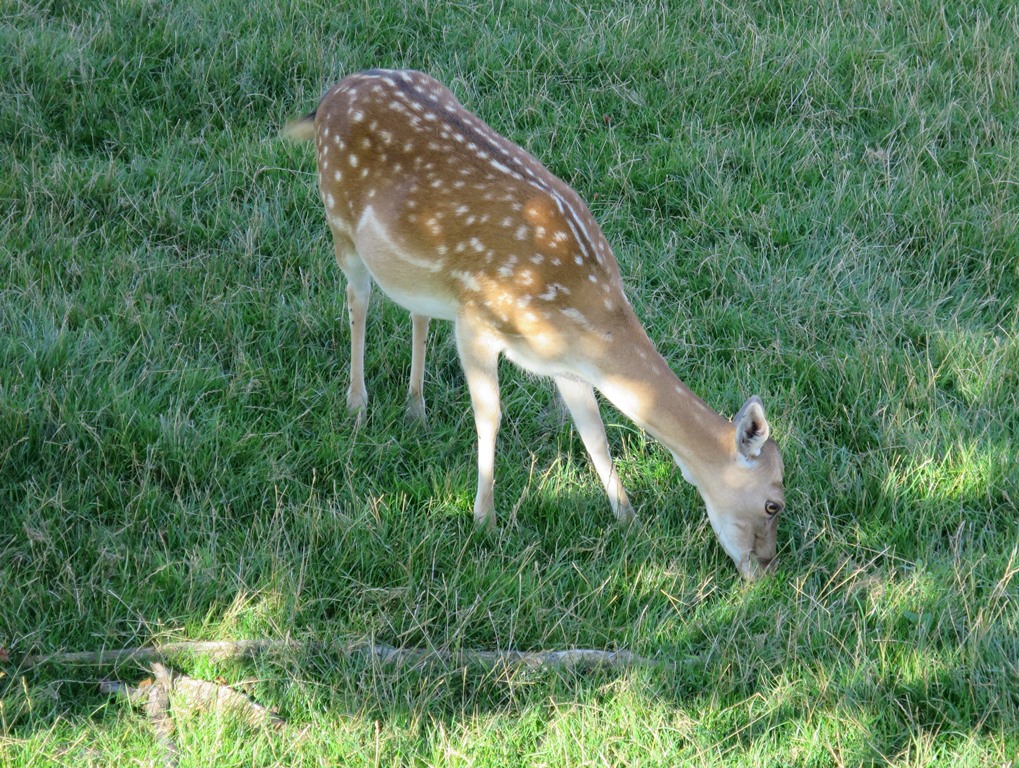 2014-08-21_0179_bei_Blumenfeld_Damhirschweibchen_khu