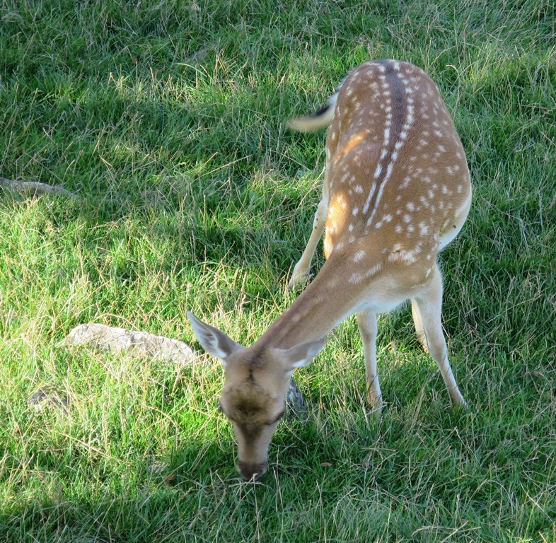 2014-08-21_0182_bei_Blumenfeld_Damhirschweibchen_khu