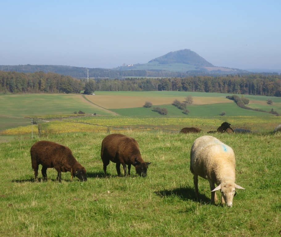 2014-10-19_3324_bei_Wiechs_aR_Hohenhewen+Schafe_khu