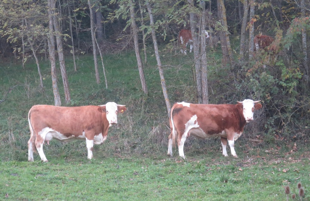 2014-11-02_3385_Hohenhewen_Kuehe_khu