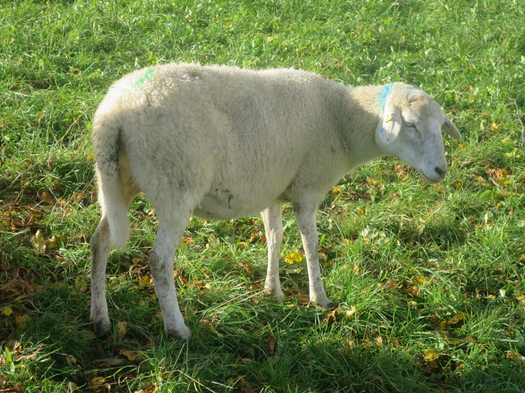 2014-11-19_3424_Weiterdingen_Schaf_khu