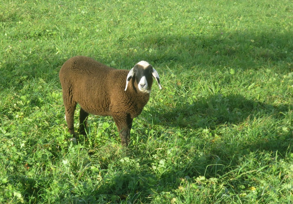 2014-11-19_3425_Weiterdingen_Schaf_khu