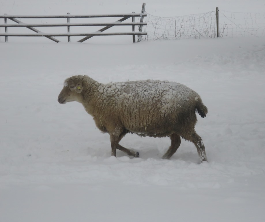 2014-12-28_3707_Stofflerhof_Schaf_khu