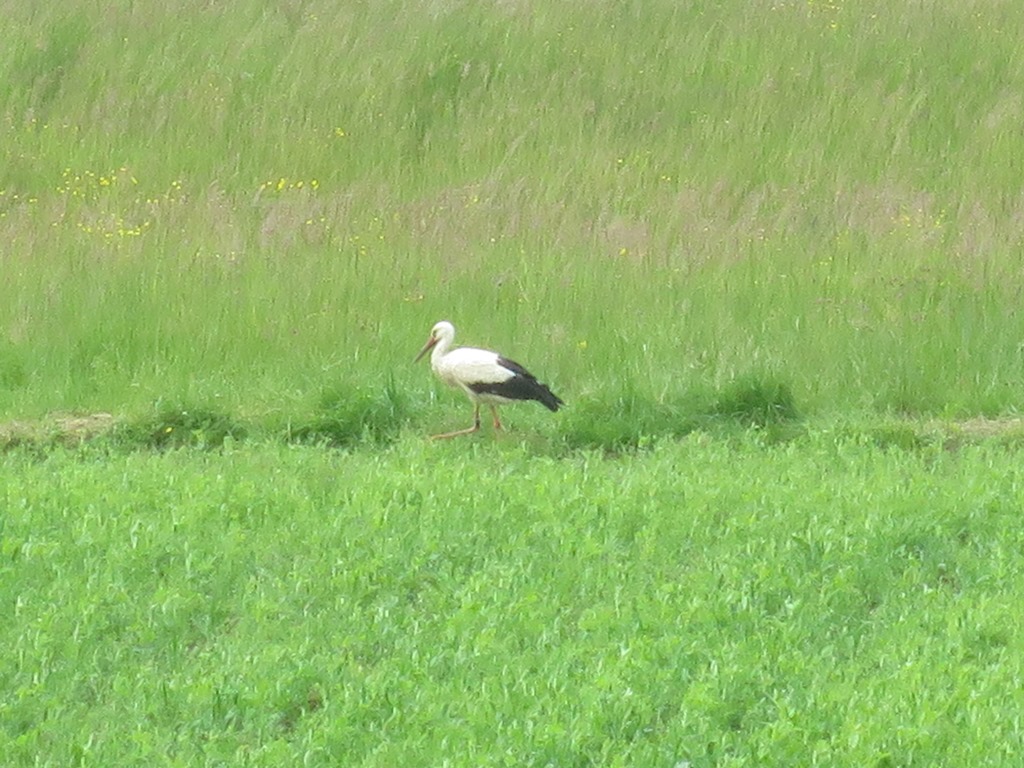 2015-05-24_4638_bei_Deisendorf_Storch_khu