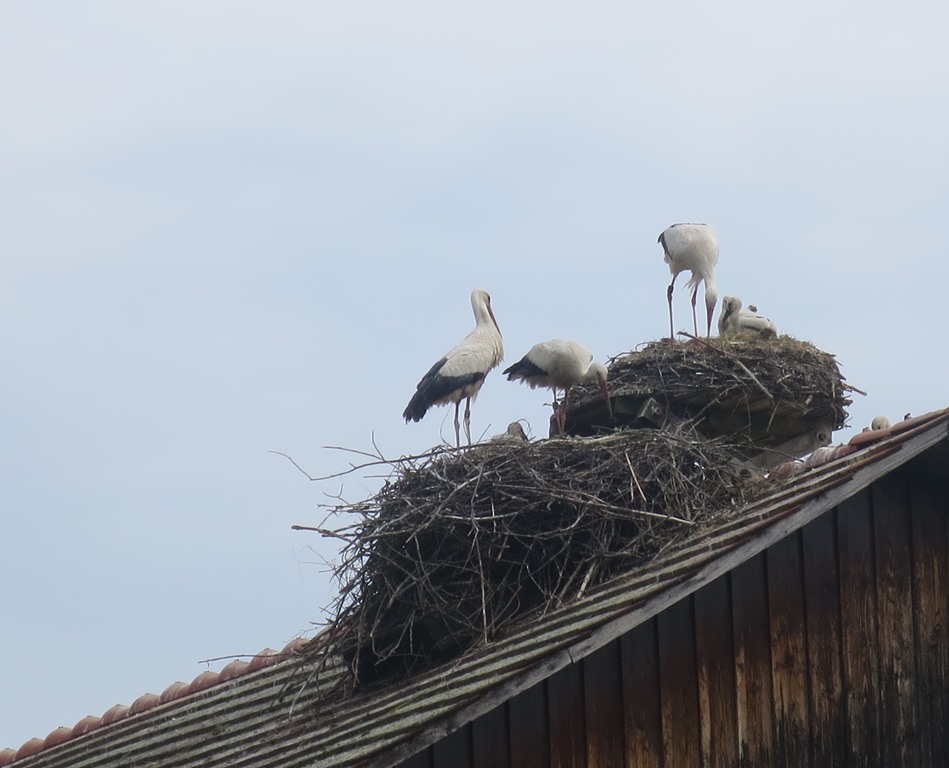 2015-05-24_4645_bei_Mendlishausen_Stoerche_khu