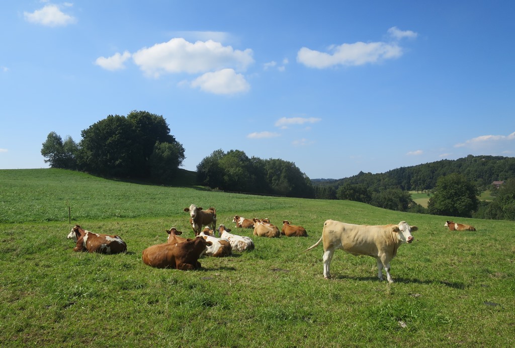2015-09-09_5176_SchienerBerg_bei_Schienen_Kuehe_khu