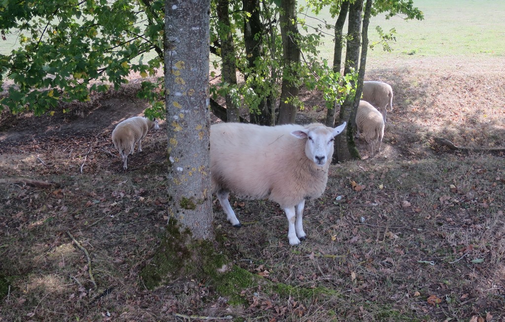 2015-09-28_5240_bei_Gottmadingen_Schafe_khu