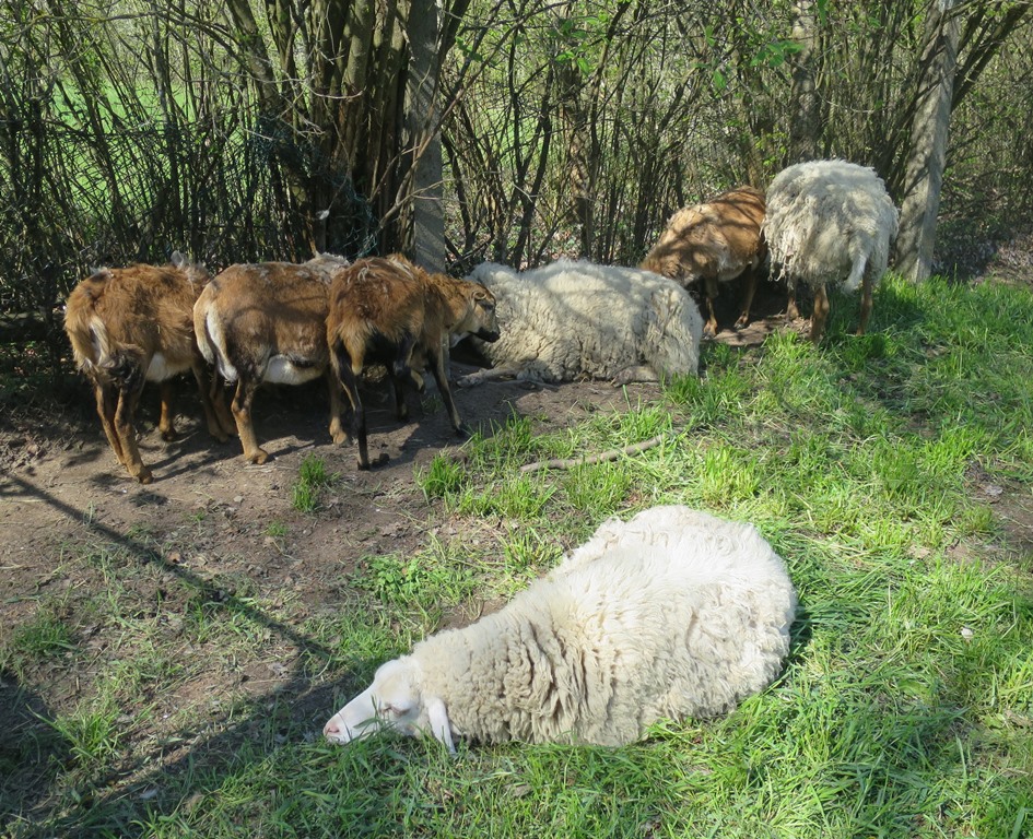 2019-04-18_2406_Randegg_Schafe_khu