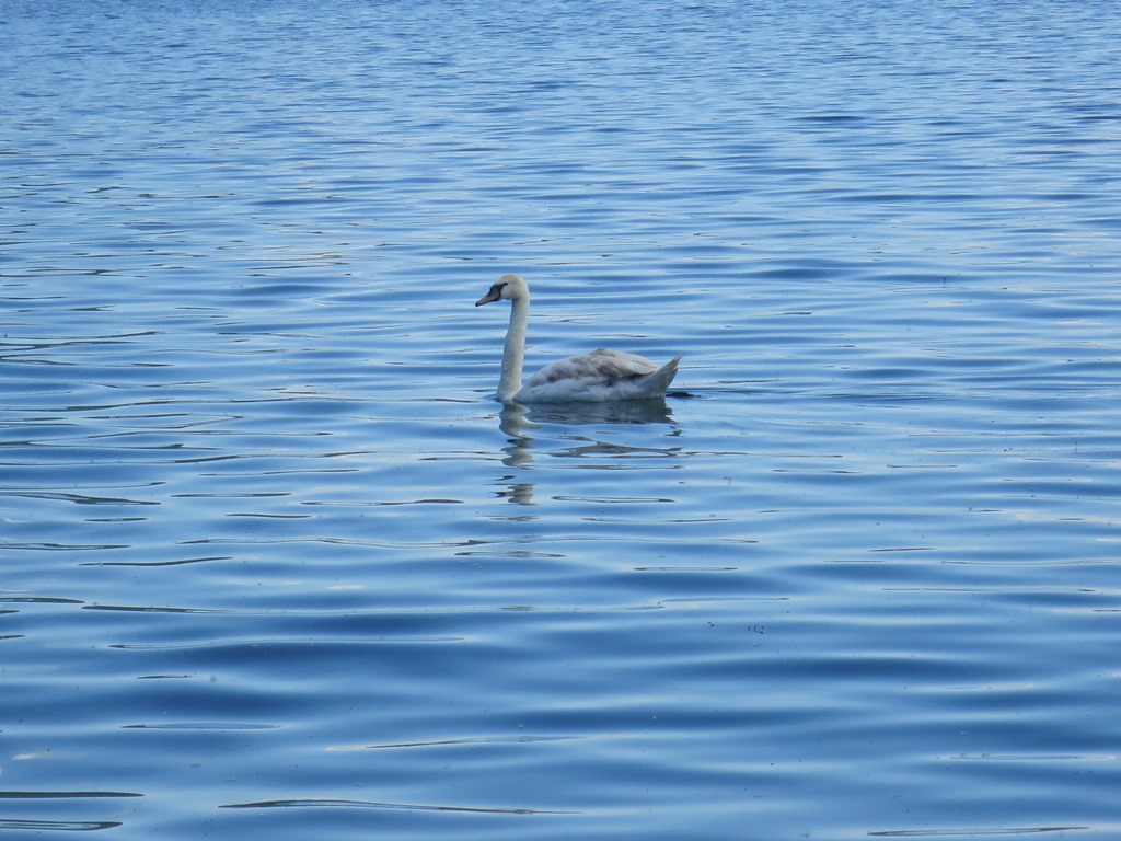 2019-06-13_3011_Bodensee_bei_NSG_Bodman_Schwan_khu