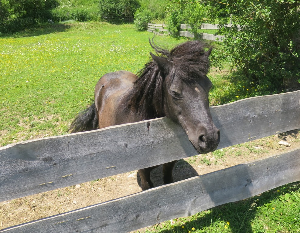 2019-06-19_3223_Hausen_Pferd_khu