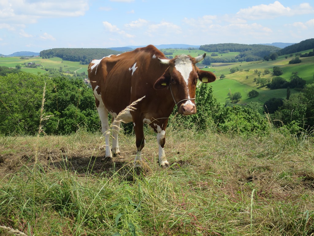 2019-06-23_3308_Opfertshofen_Kuh_khu