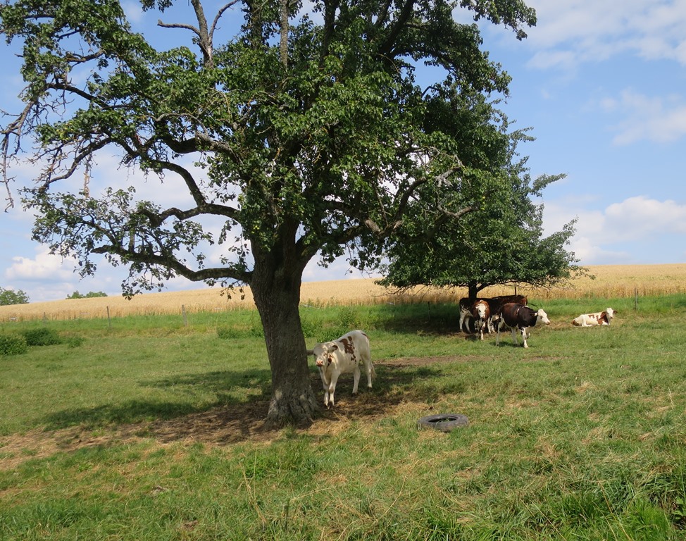 2019-07-13_3507_bei_Galgenkreuz_Baeume+Kuehe_khu