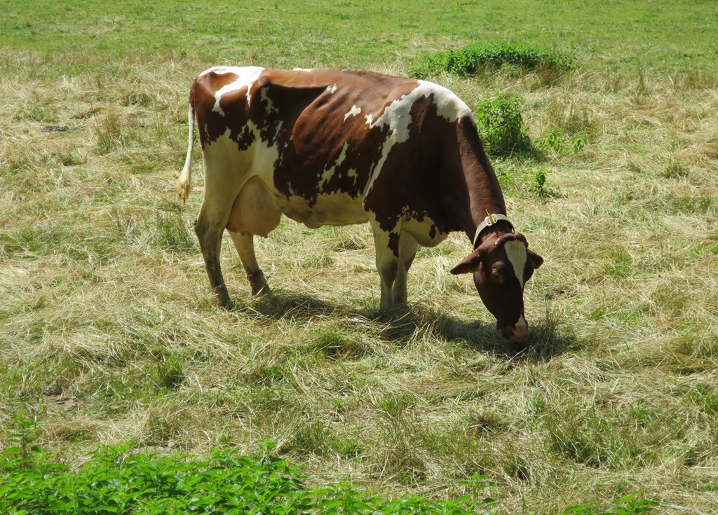 2019-08-01_3659_SchienerBerg_Lunkenbachtal_Kuh_khu