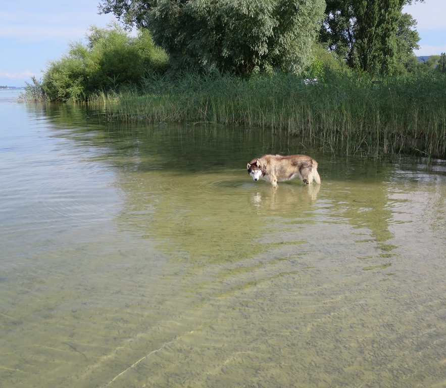 2019-08-01_3679_Untersee_Gundholzen_Hund_khu