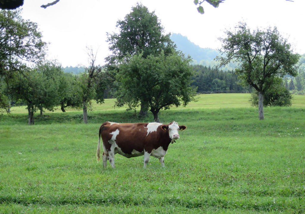 2019-08-08_3753_SeeweilerHof_Kuh_khu