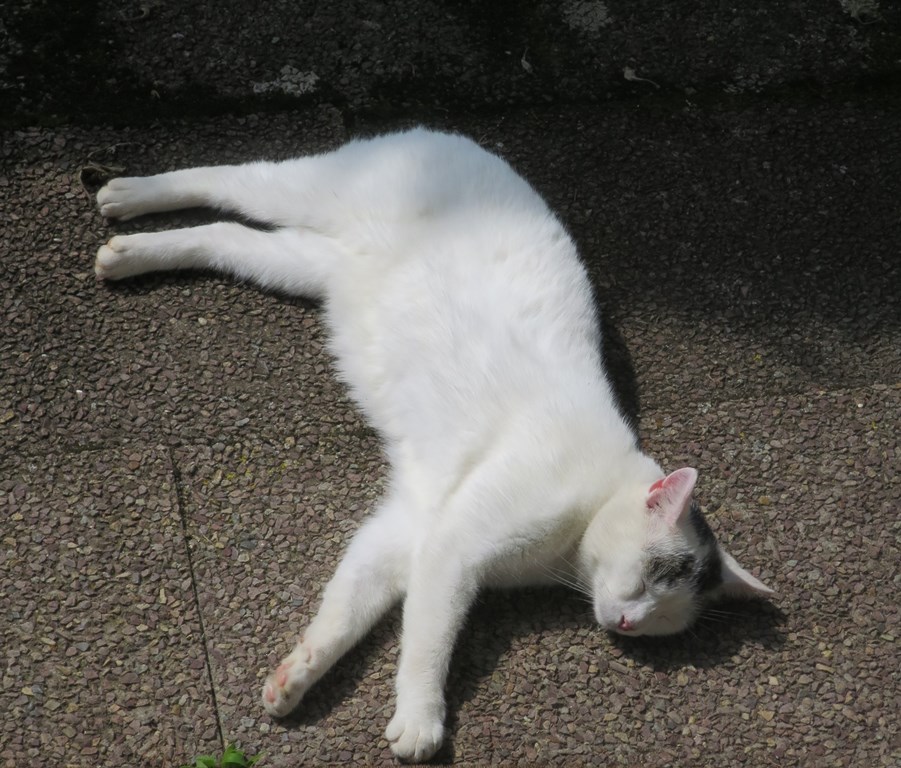 2019-08-29_3847_Katze_khu
