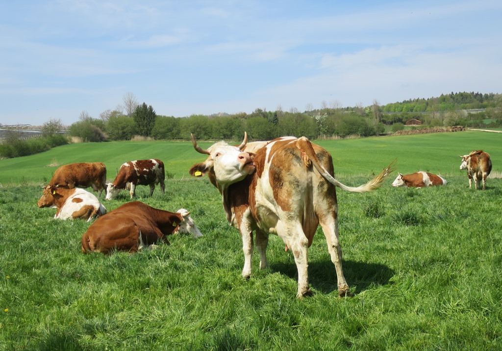 2020-04-16_5321_bei_Espasingen_Kuehe_khu