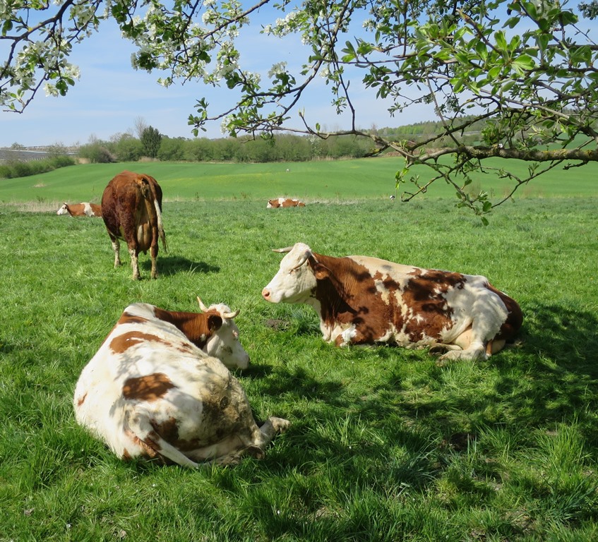 2020-04-16_5324_bei_Espasingen_Kuehe_khu