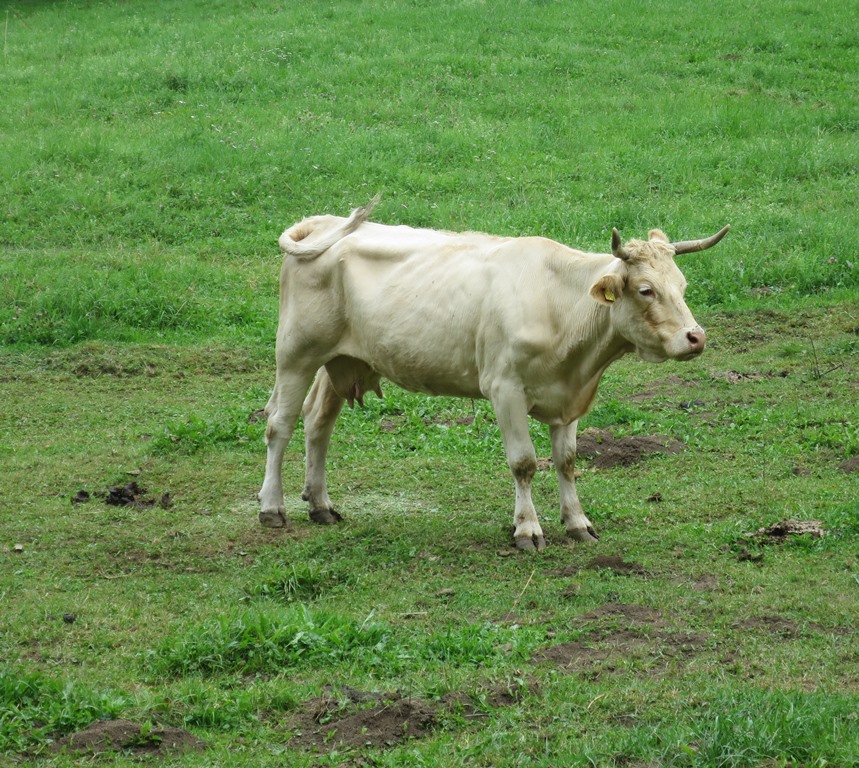 2020-08-25_5759_Bargen_RoemGutshof_Kuh_khu