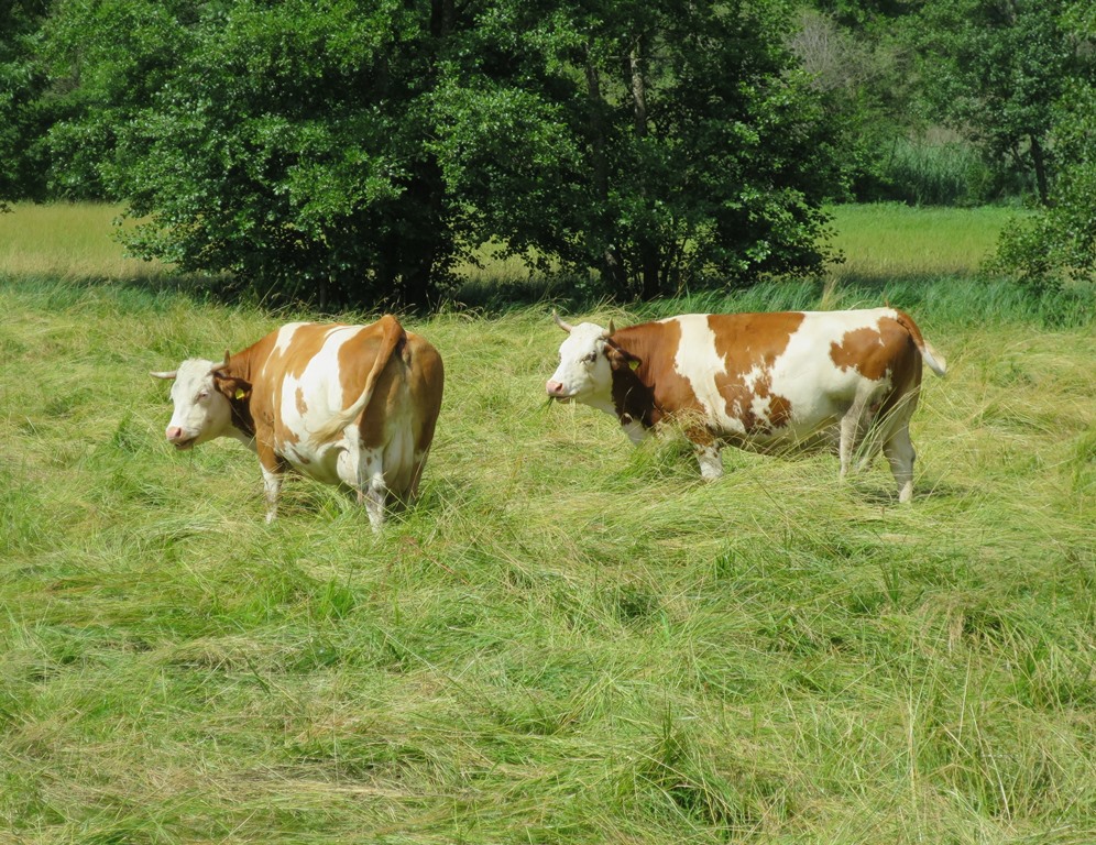 2021-07-02_6598_bei_Espasingen_Kuehe_khu