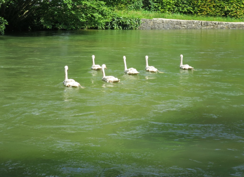 2021-07-20_6645_Aachtopf_Jungschwaene_khu