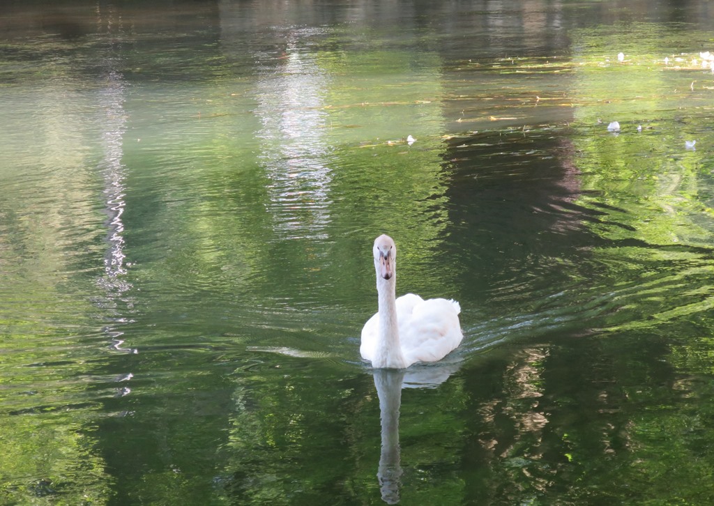 2021-09-25_6831_Aachtopf_Schwan_khu