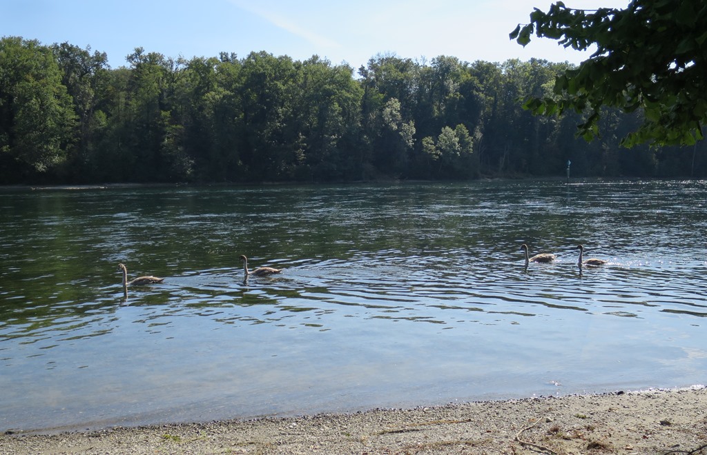 2021-10-01_6840_Rhein_Jungschwaene_khu