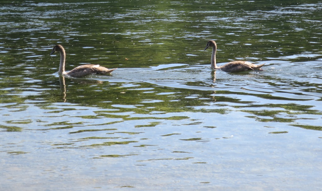 2021-10-01_6842_Rhein_Jungschwaene_khu