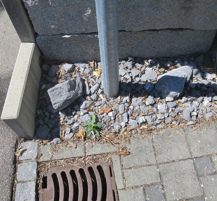 2019-06-12_2969_Schotterwahn_khu