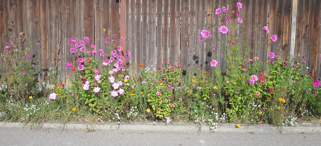 2019-10-23_4693_Blumenstreifen_khu